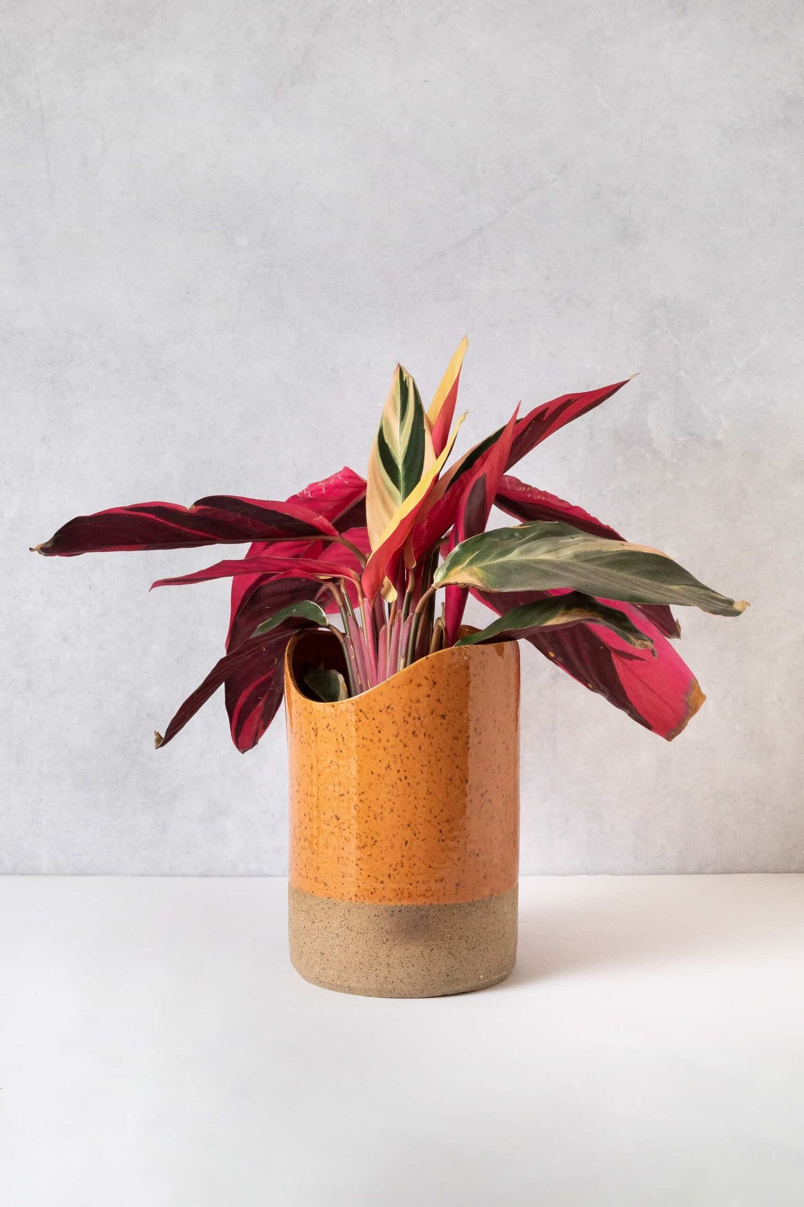 Vaso Funchal G